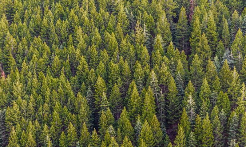 Business Web Academy